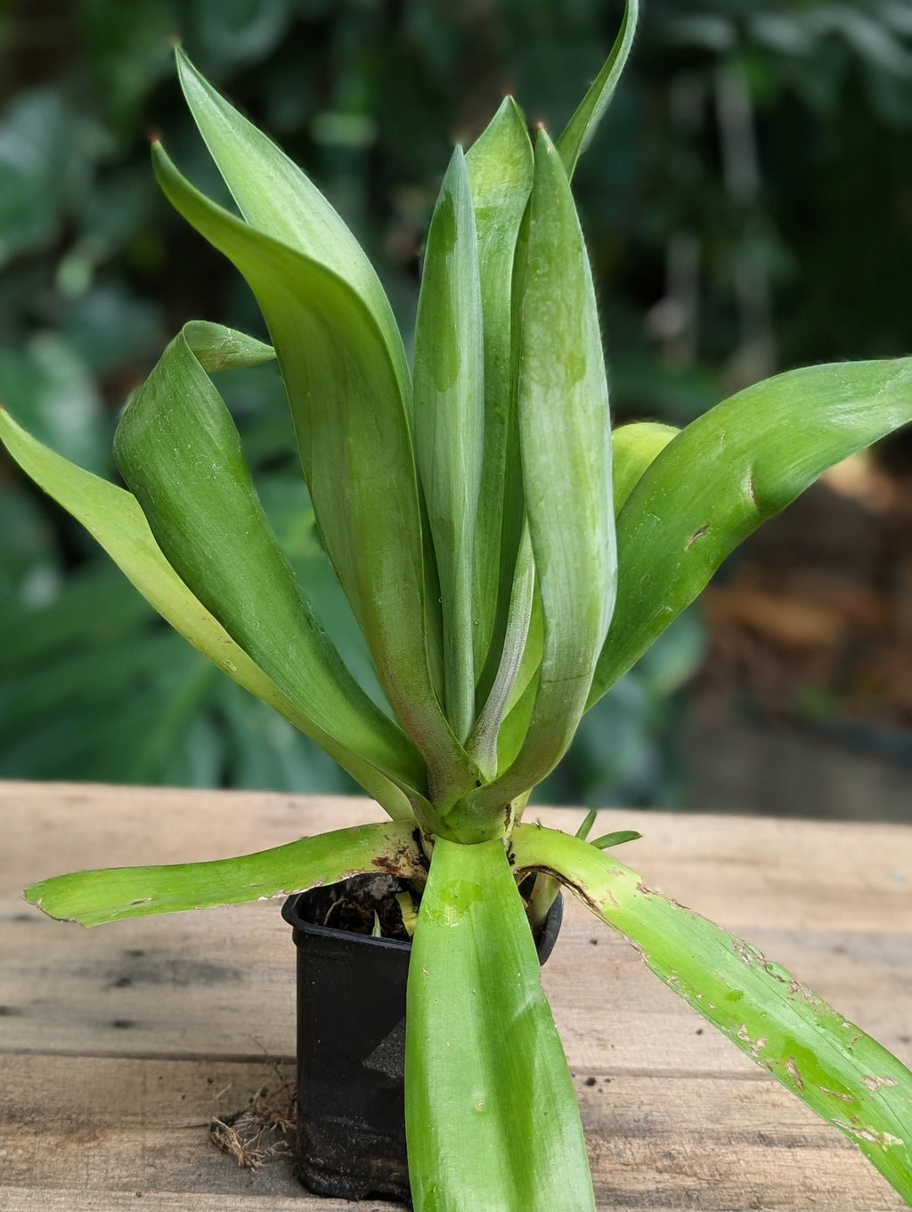 Smooth Agave (Agave desmettiana)