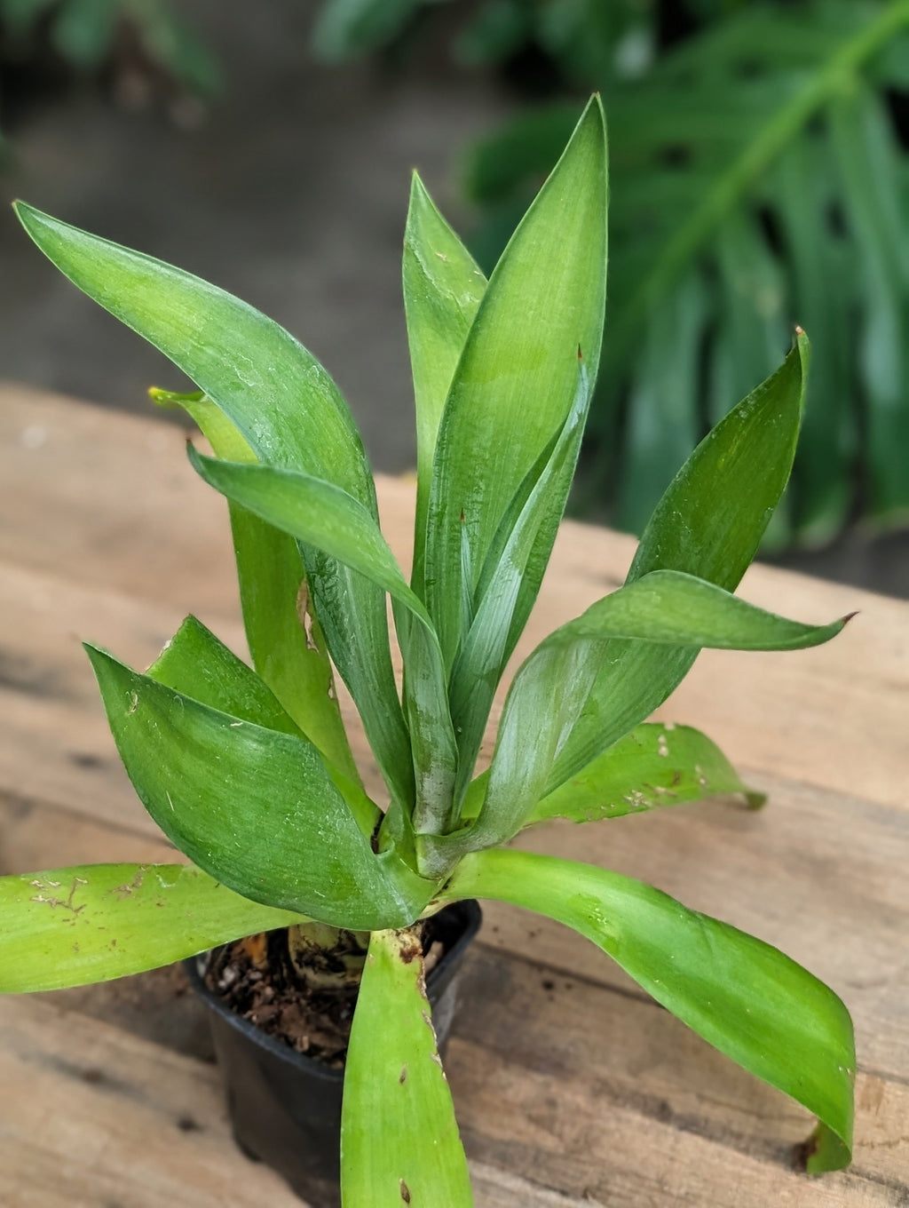 Smooth Agave (Agave desmettiana)