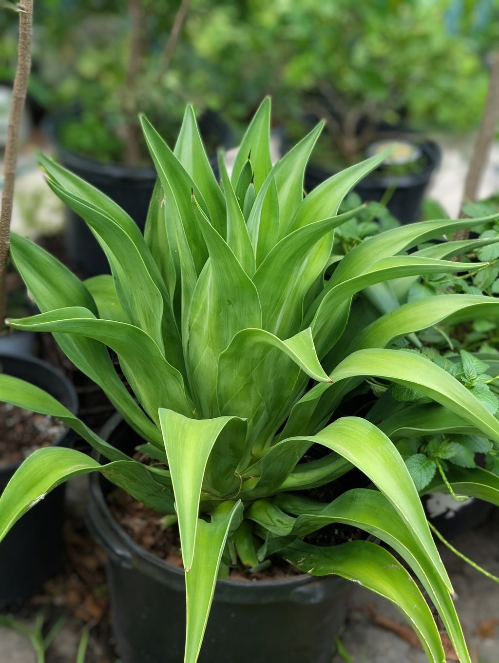 Smooth Agave (Agave desmettiana)