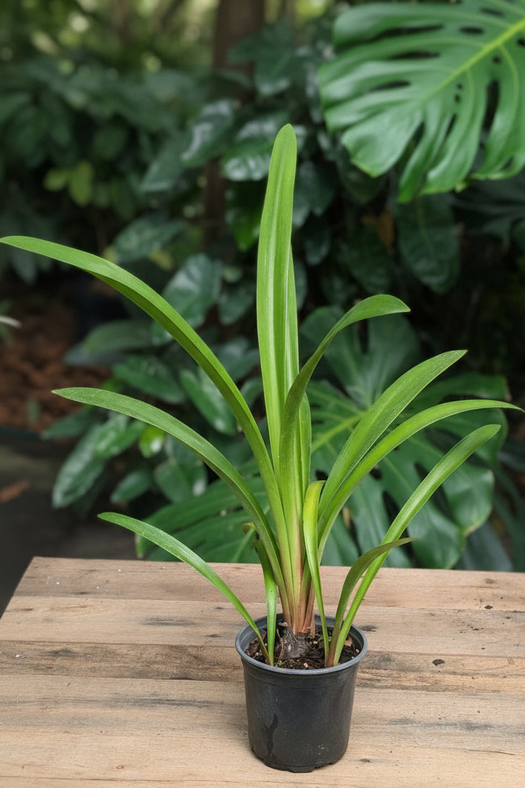 A potted Barbados Lily with long, slender leaves in a small black plastic pot, placed on a wooden surface with a background of lush green foliage.