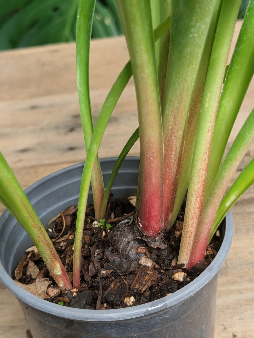 A close-up of a potted Barbados Lily with green leaves that have reddish-pink bases, growing in a dark gray plastic nursery pot filled with soil.
