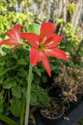 A bright red amaryllis flower in bloom with a yellow center, growing in a black nursery pot among green foliage.