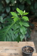 Peanut Butter Fruit (Bunchosia Glandulifera)