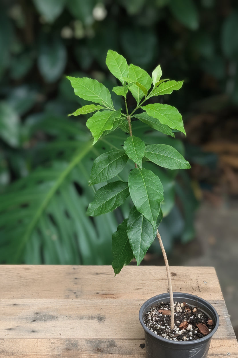Peanut Butter Fruit (Bunchosia Glandulifera)