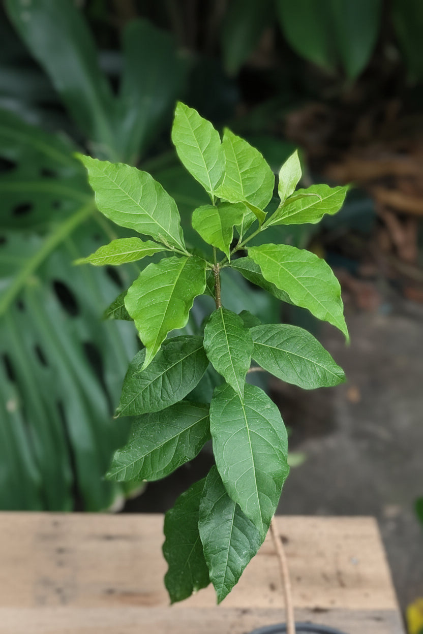 Peanut Butter Fruit (Bunchosia Glandulifera)