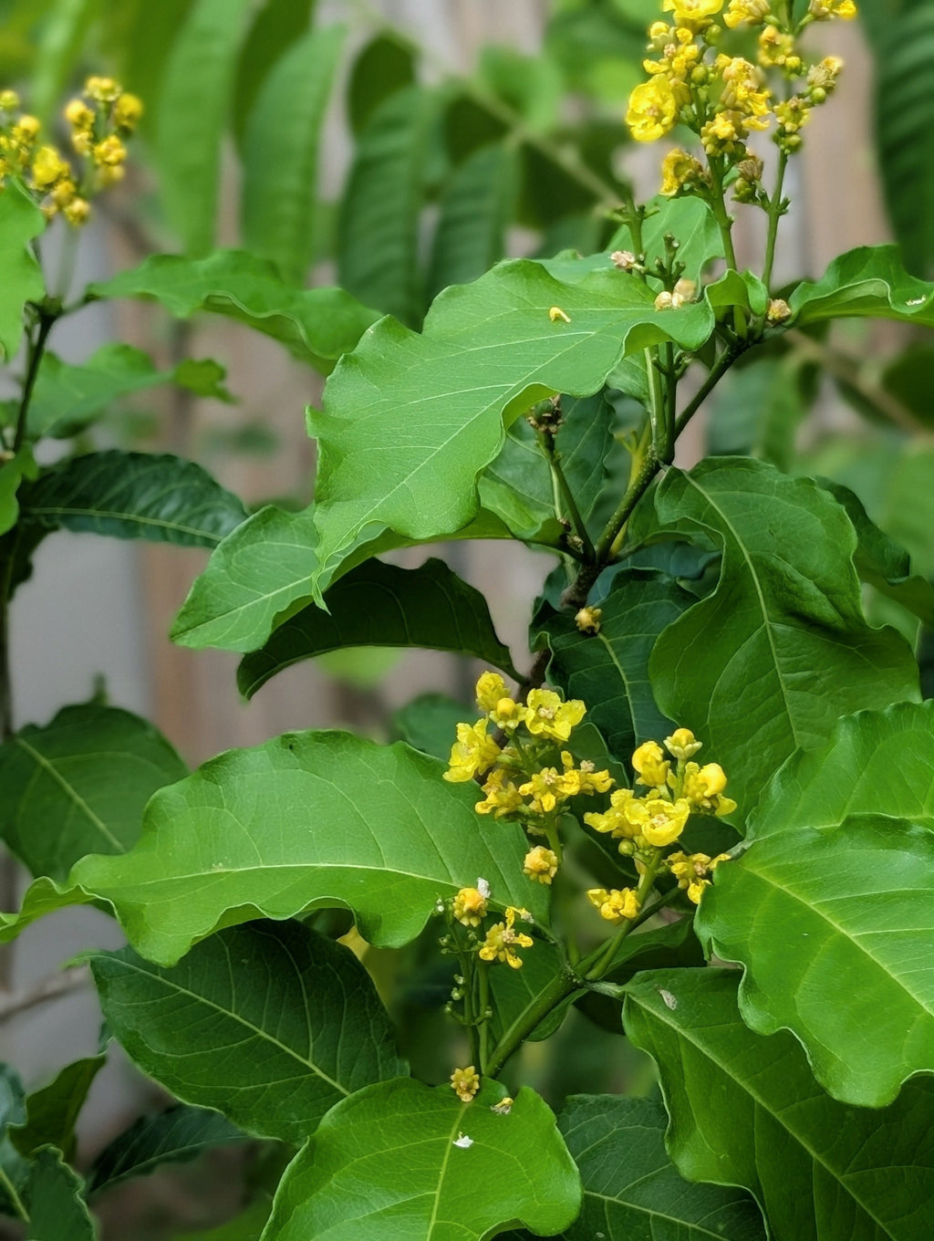 Peanut Butter Fruit (Bunchosia Glandulifera)
