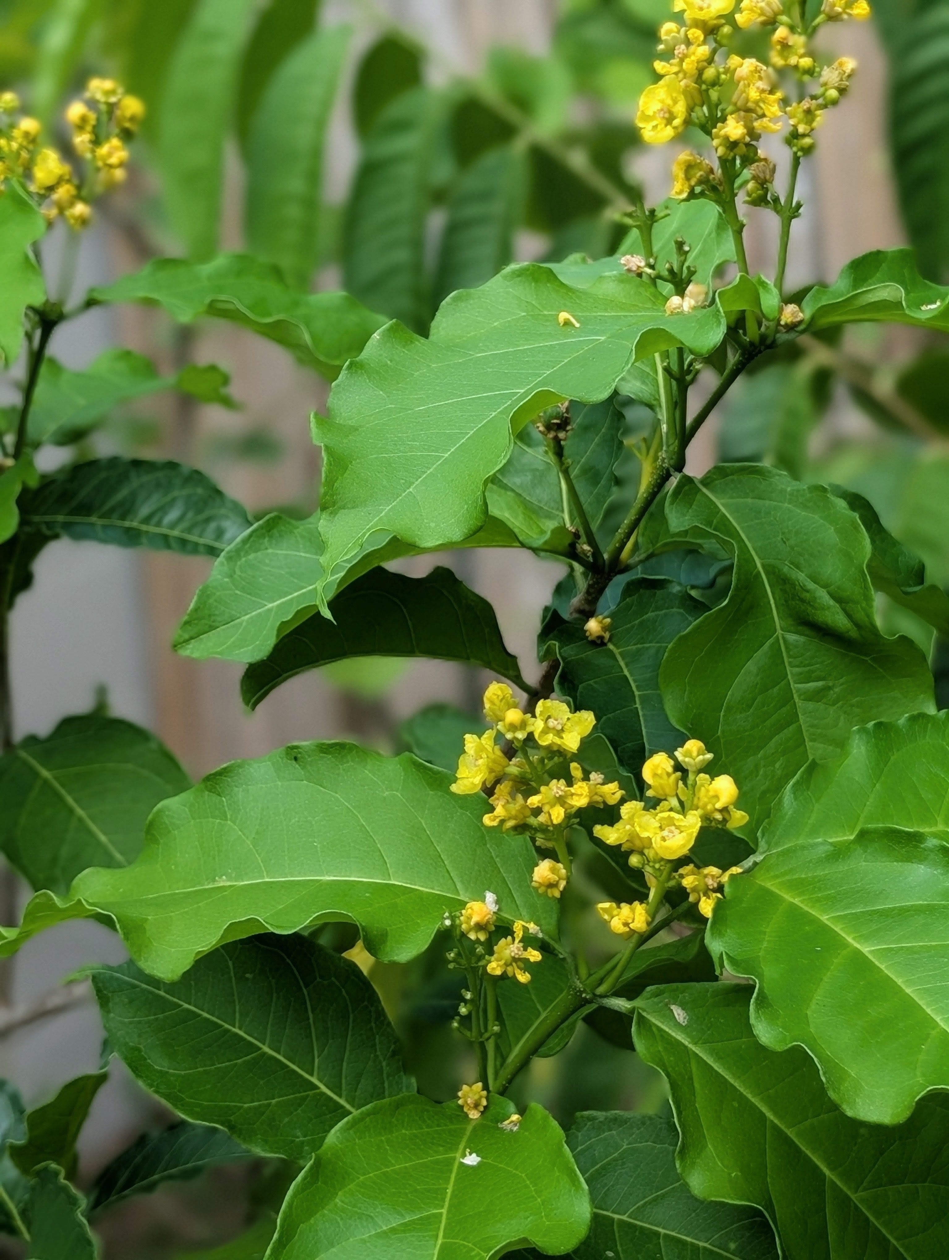 Peanut Butter Fruit (Bunchosia Glandulifera)