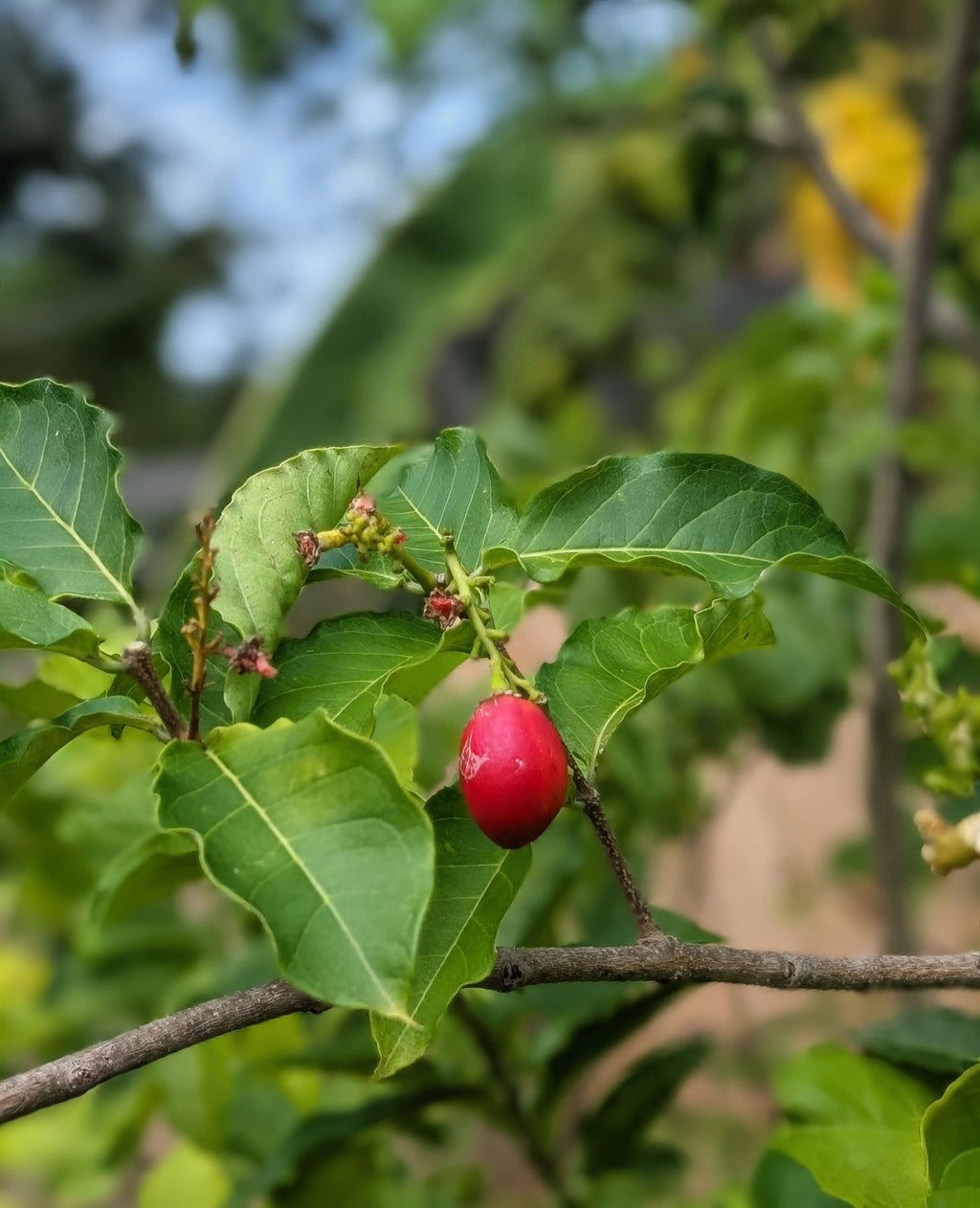 Peanut Butter Fruit (Bunchosia Glandulifera)