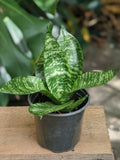 A snake plant in a small black plastic nursery pot, placed on a wooden surface with a blurred garden background.