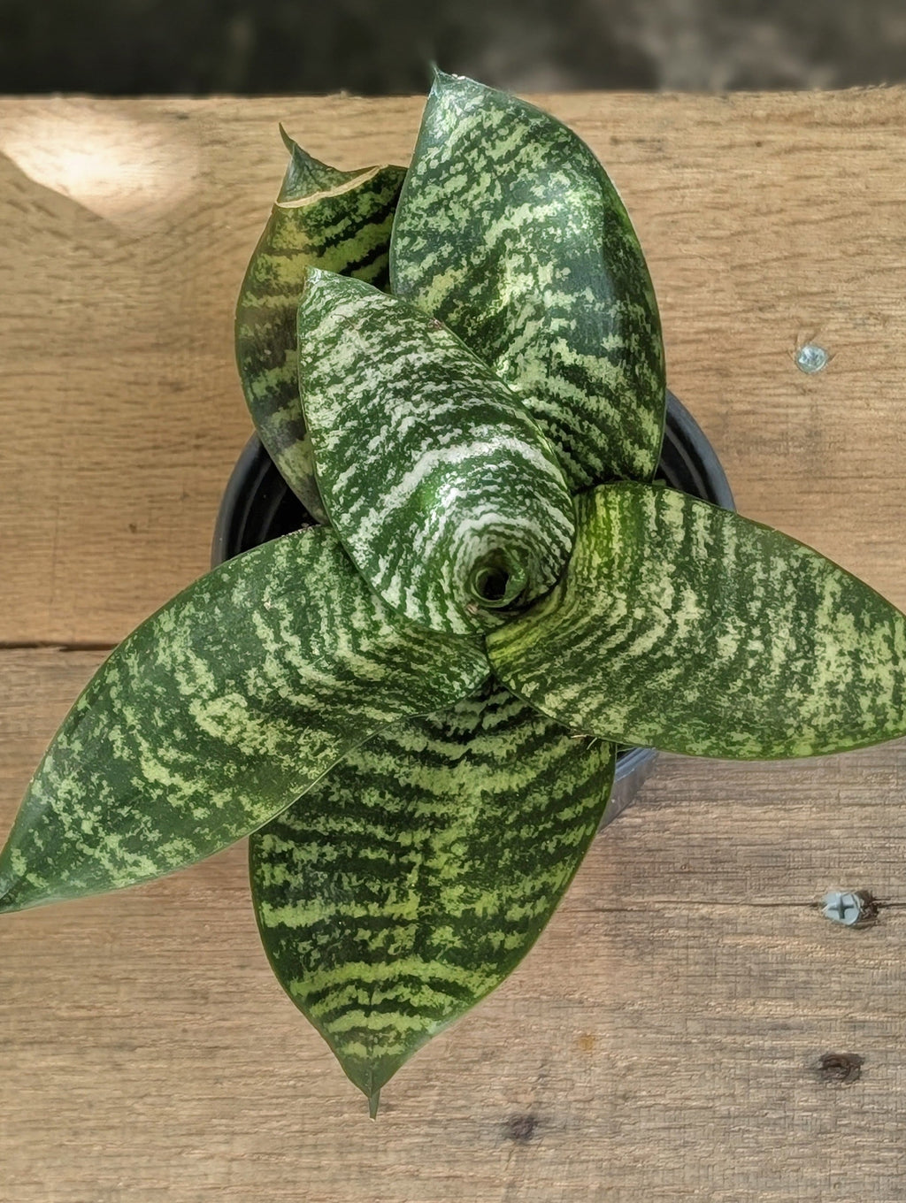 A potted Sansevieria (snake plant) with green and yellow striped leaves, photographed from a top-down perspective on a rustic wooden surface.