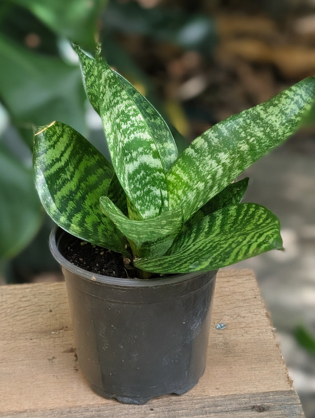 A small potted snake plant with green and white variegated leaves in a black plastic nursery pot, sitting on a wooden surface with a blurred garden background.