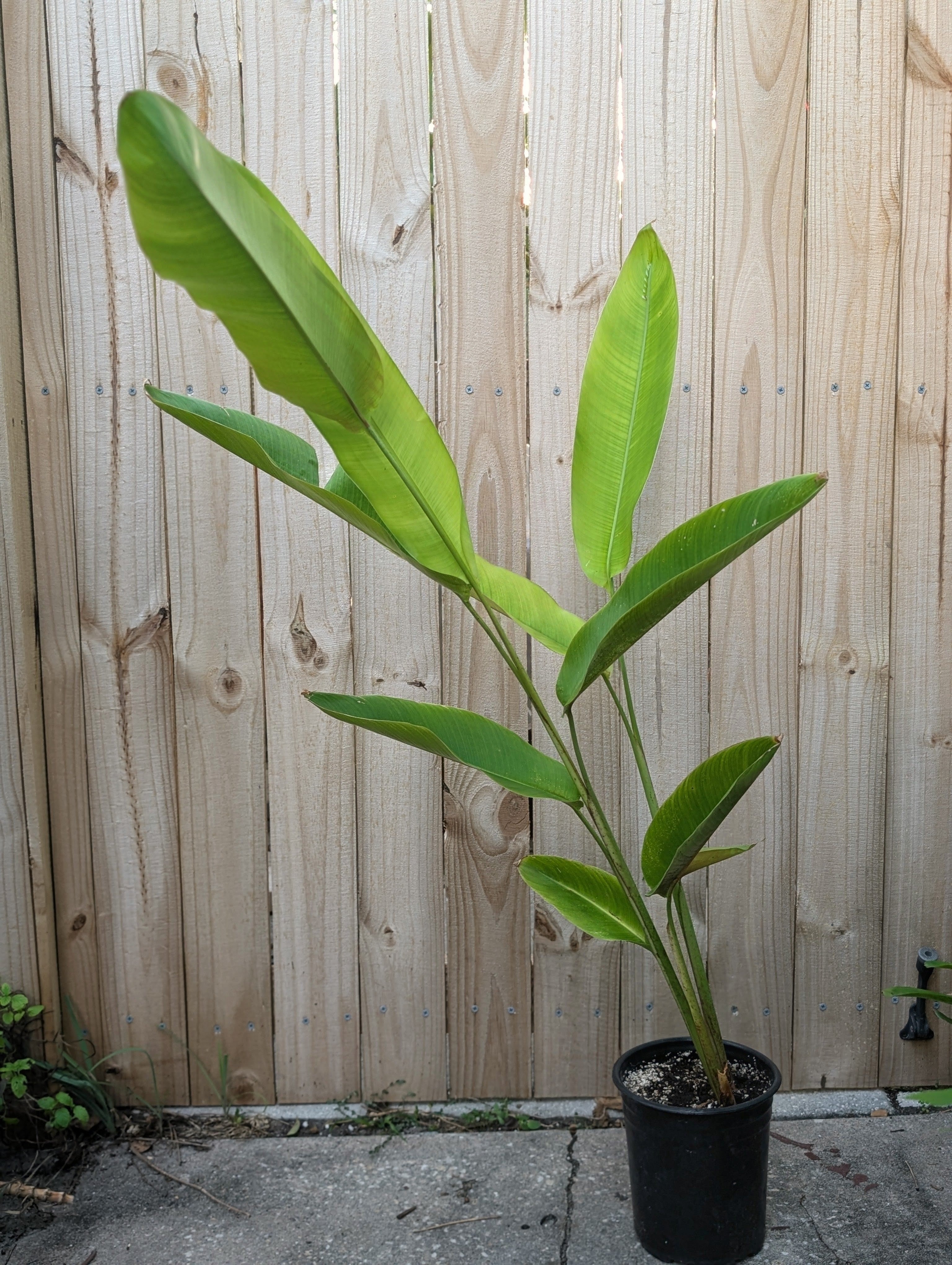 Hanging Lobster Claw (Heliconia rostrata)