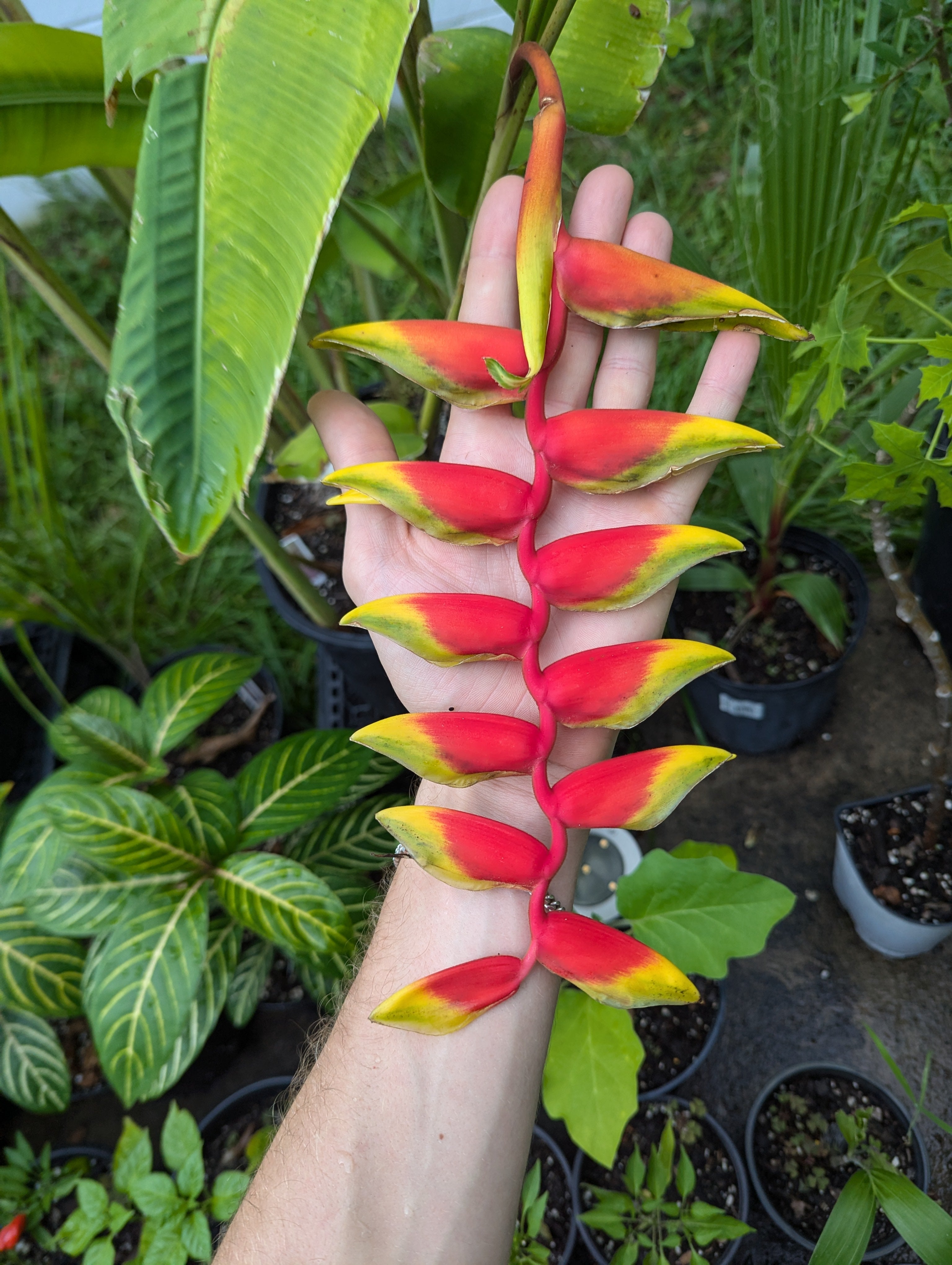 Hanging Lobster Claw (Heliconia rostrata)