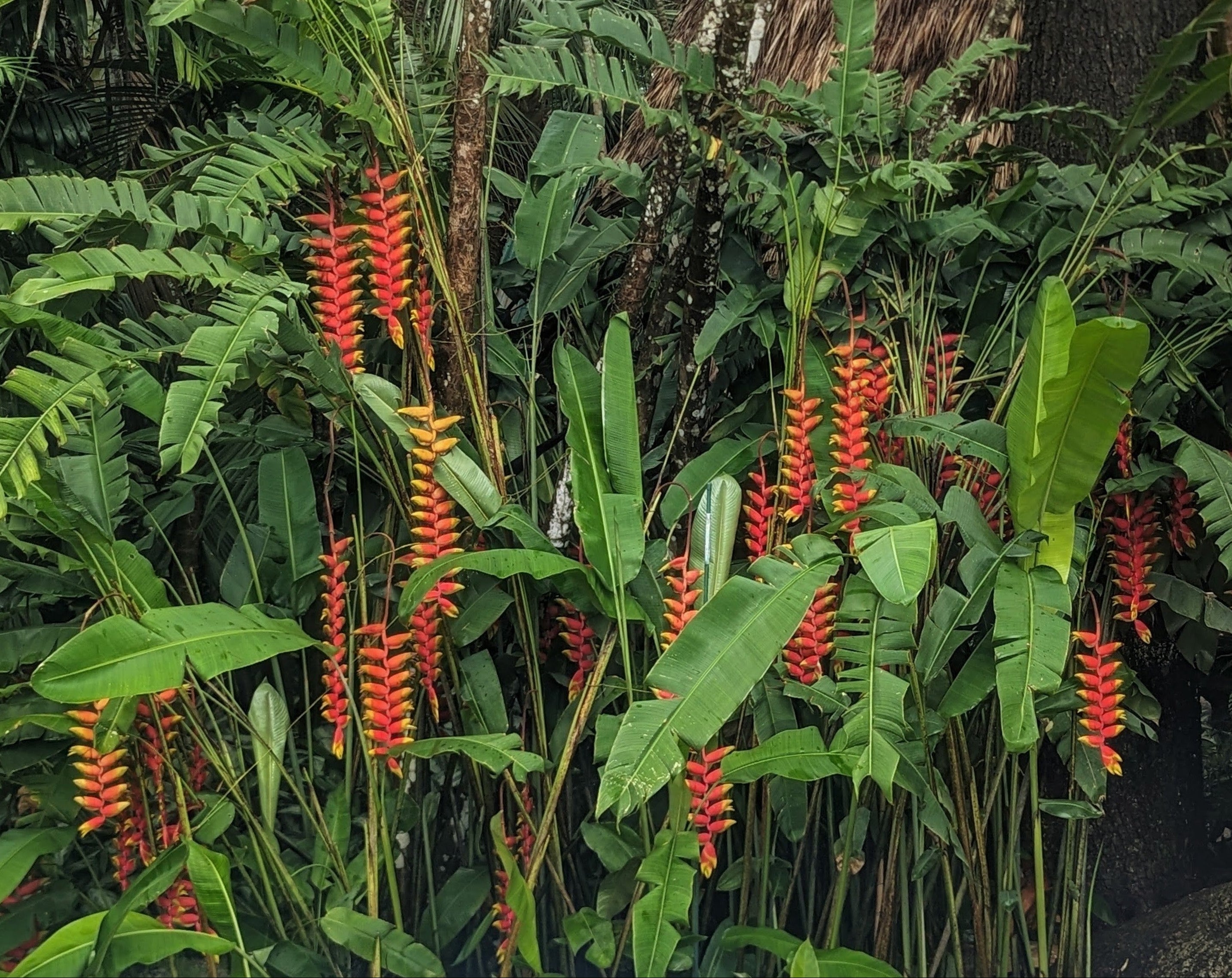 Hanging Lobster Claw (Heliconia rostrata)