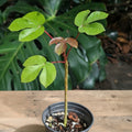 A small potted plant with bright green leaves and reddish-brown new growth on a wooden surface