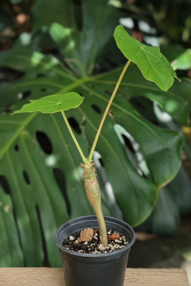 Buddha Belly (Jatropha podagrica)