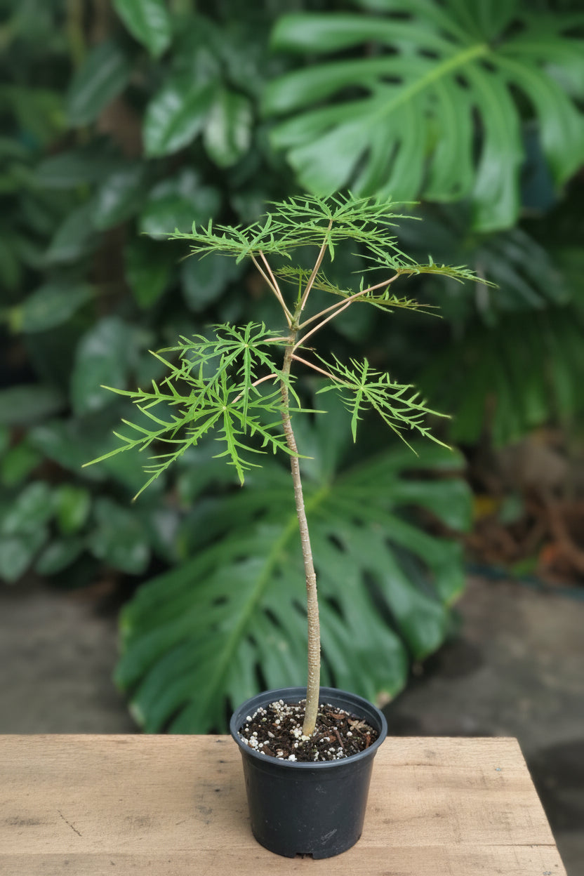 Coral Bush (Jatropha multifida)