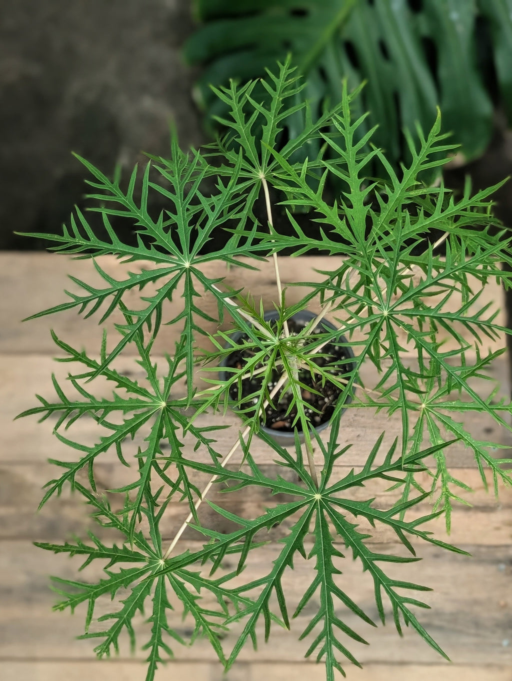 Coral Bush (Jatropha multifida)