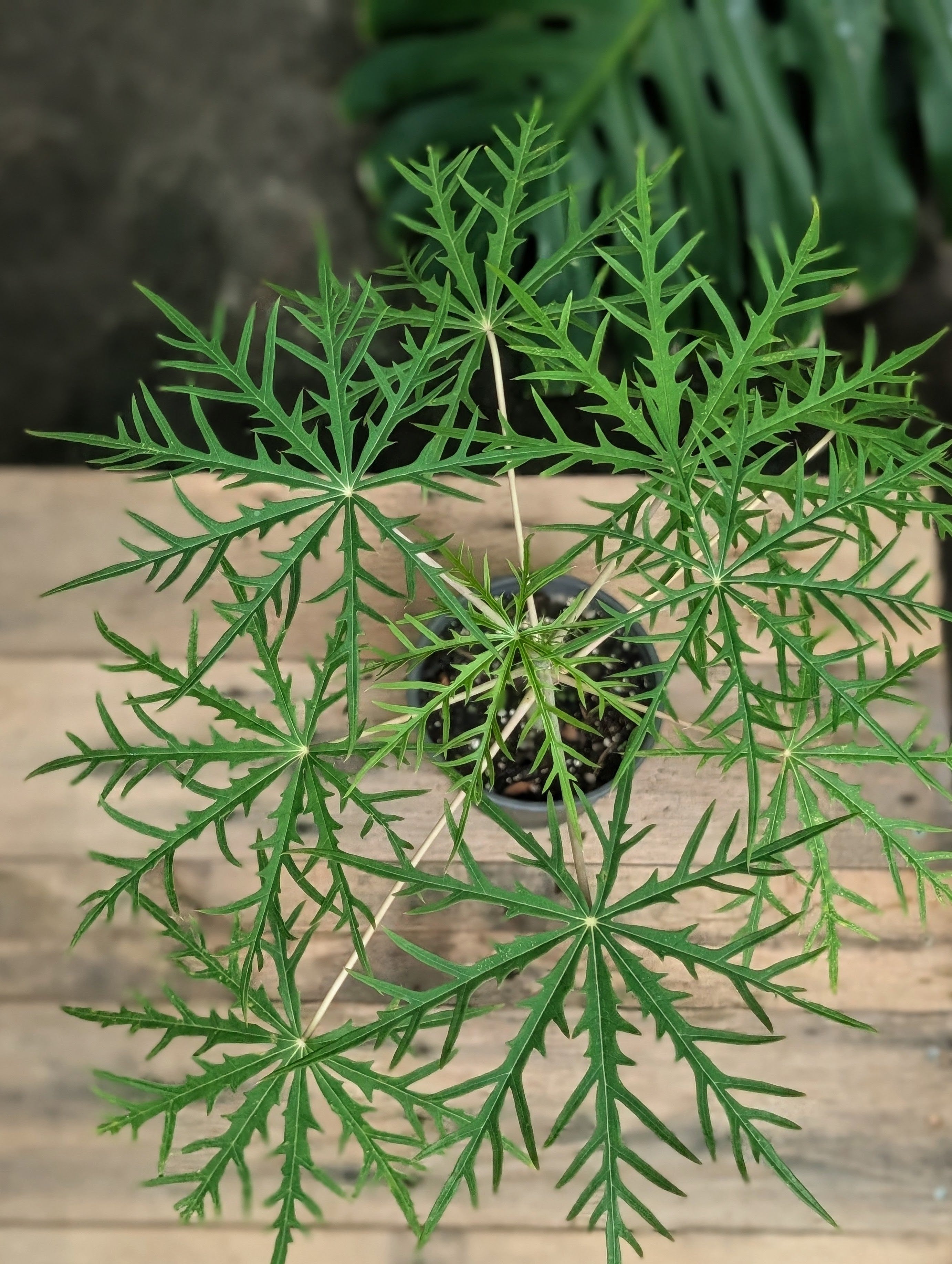Coral Bush (Jatropha multifida)