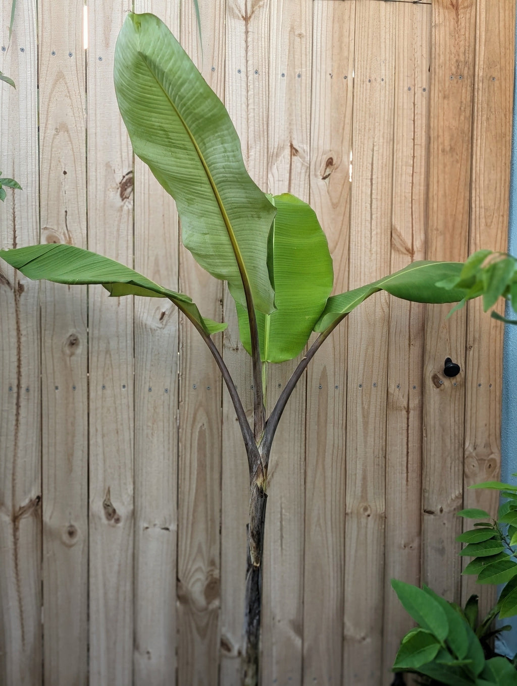 Thai Black Banana (Musa balbisiana 'Thai Black')