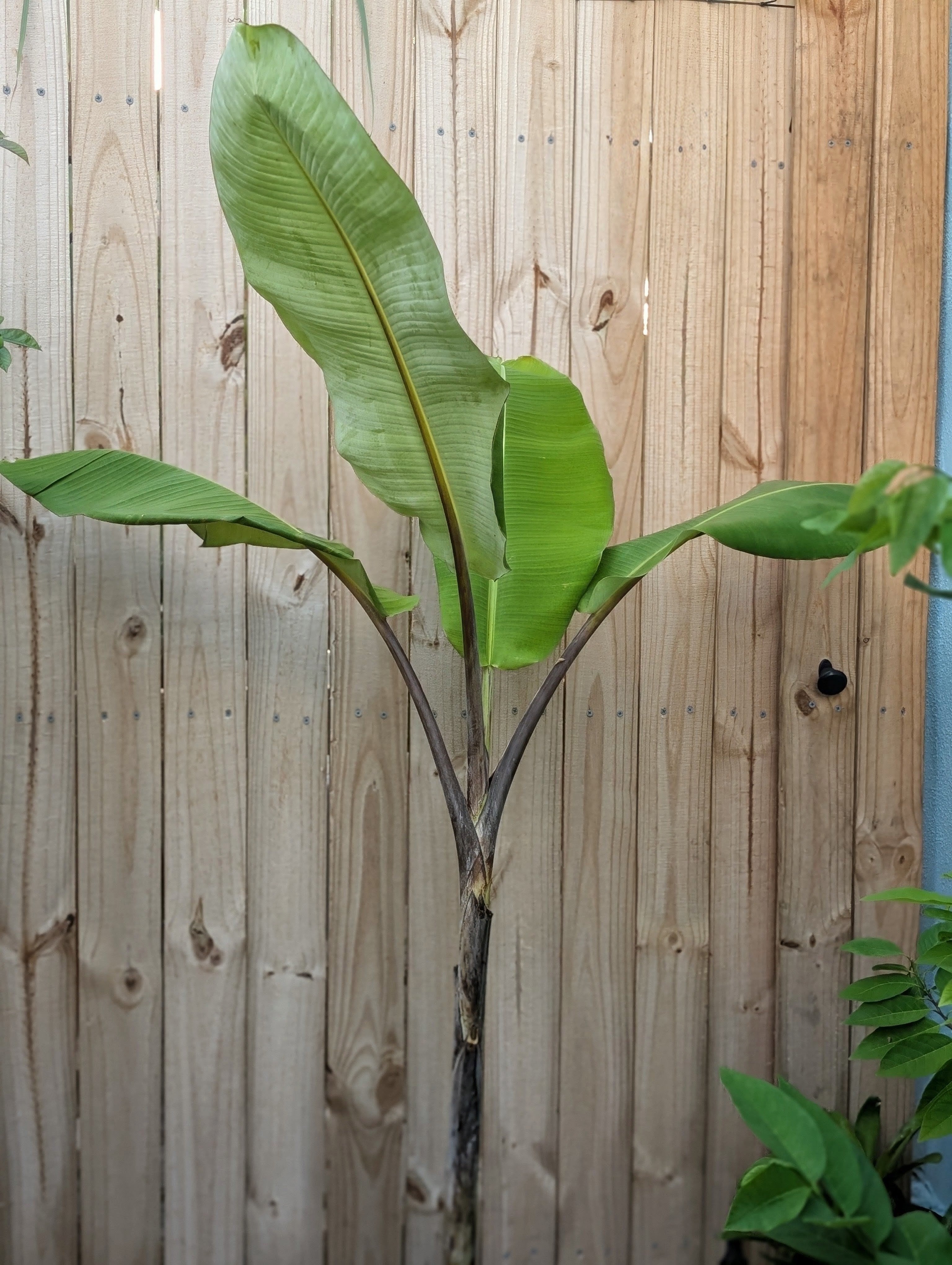 Thai Black Banana (Musa balbisiana 'Thai Black')