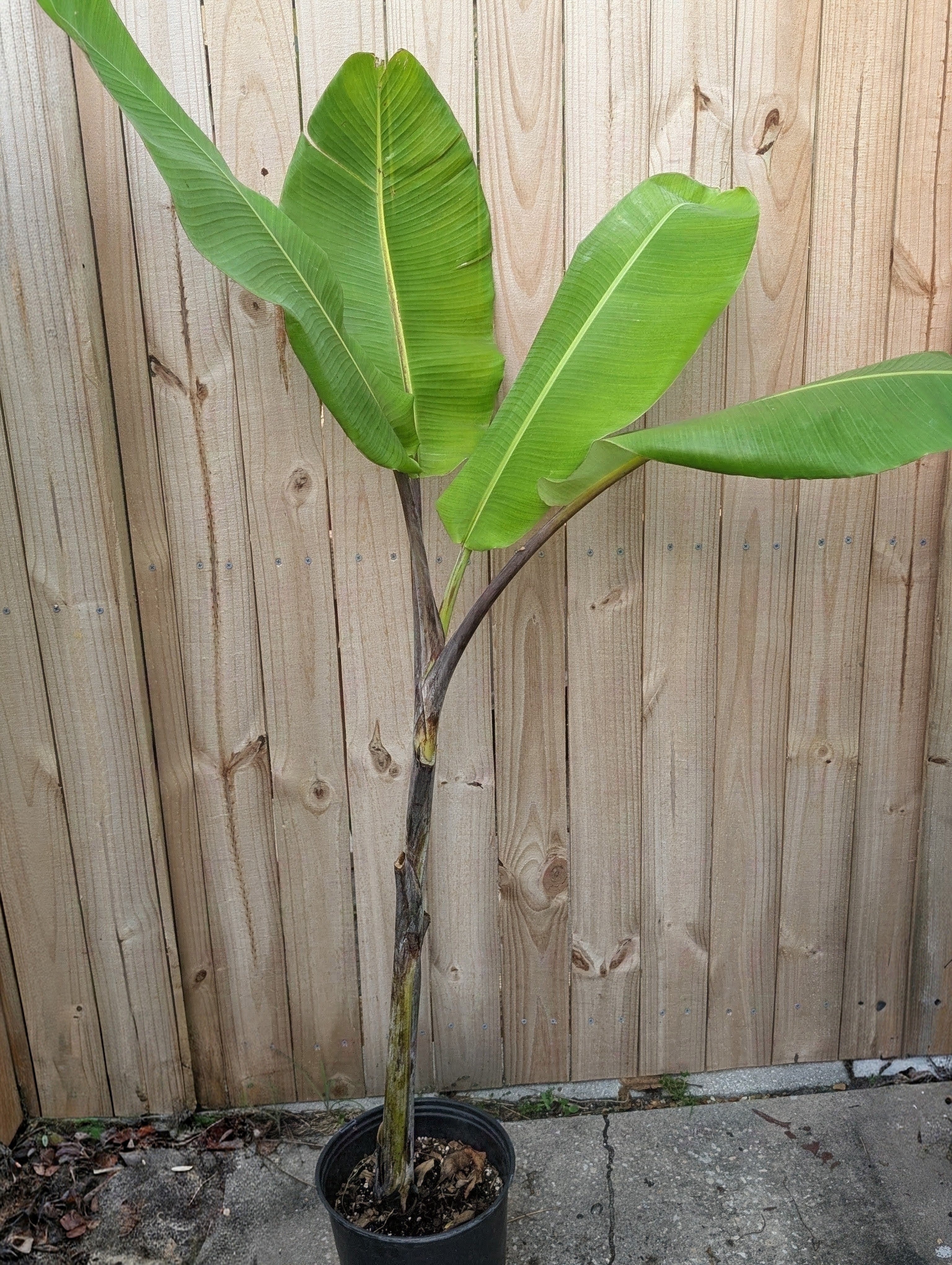 Thai Black Banana (Musa balbisiana 'Thai Black')