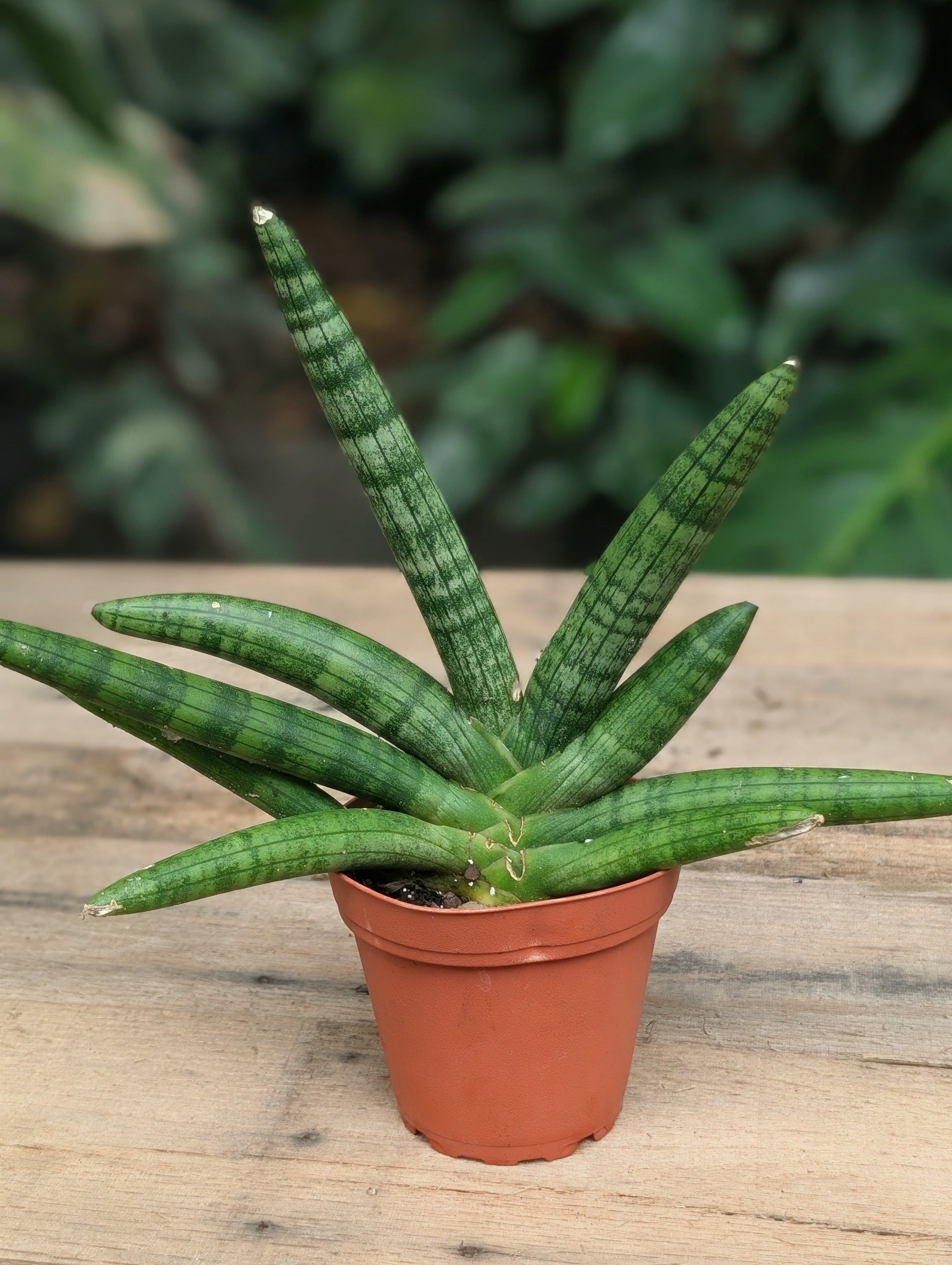 Starfish Sansevieria (Sansevieria cylindrica 'Boncel')