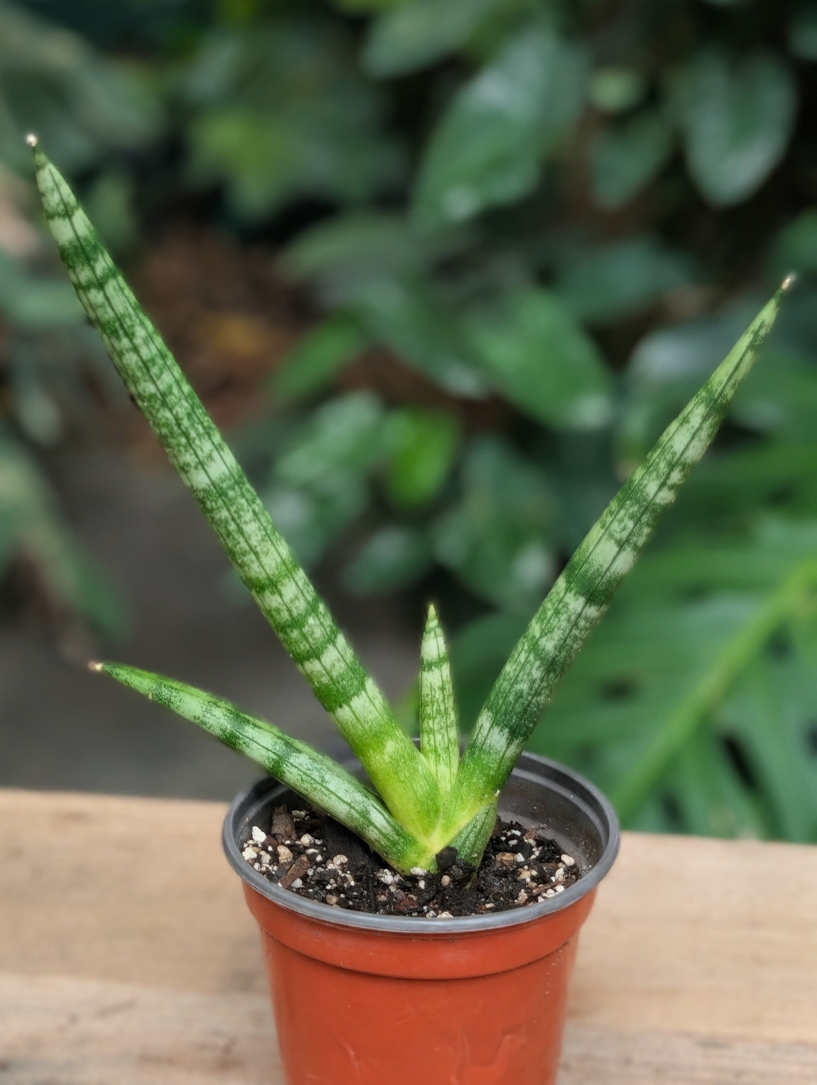 Starfish Sansevieria (Sansevieria cylindrica 'Boncel')