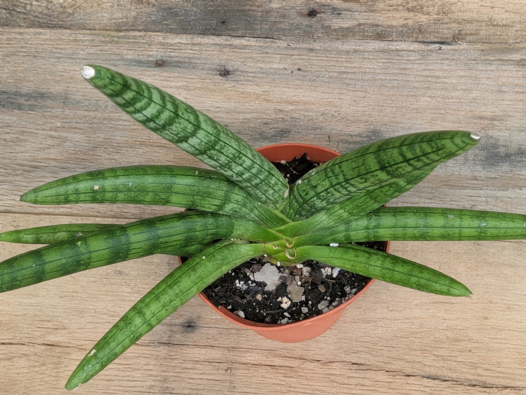 Starfish Sansevieria (Sansevieria cylindrica 'Boncel')